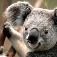 /photo/625620/偶的头像/koala_1_1_small.jpg