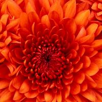 /photo/661182/大鸡鸡/chrysanthemum_1_1_small.jpg