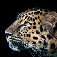 /photo/759849/一张/picture_12_leopard_1_1_small.jpg