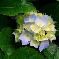 /photo/802524/本人/hydrangeas_1_1_small.jpg